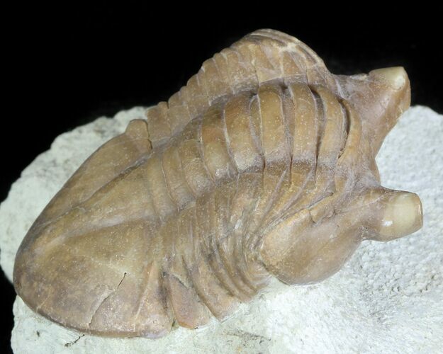 Asaphus Punctatus Trilobite - Russia #45988